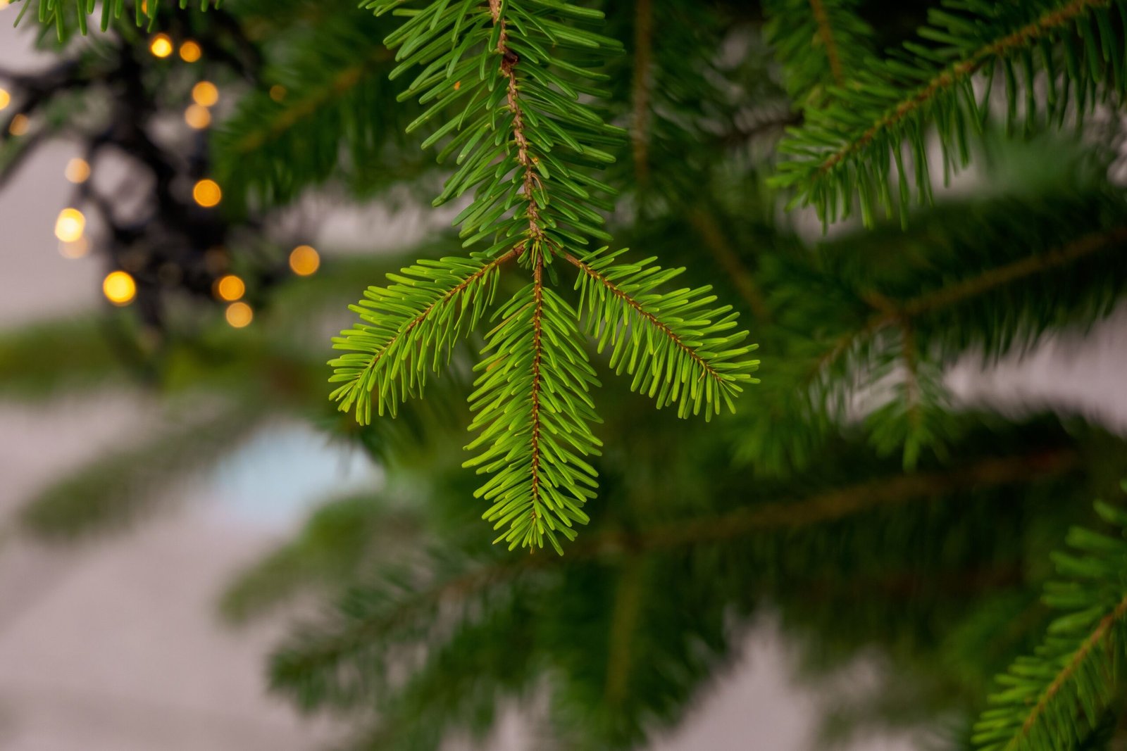christbaum